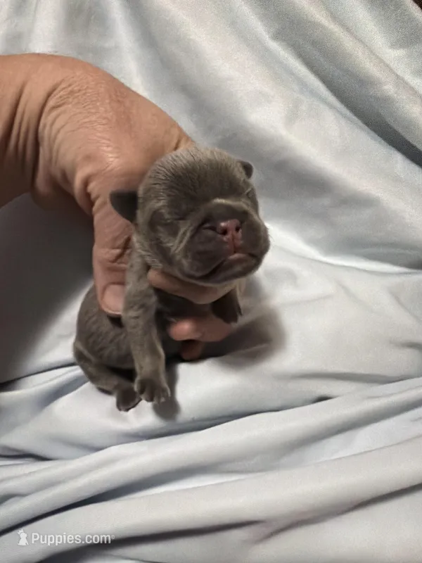 Lestat – French Bulldog puppy for sale in Holton, IN