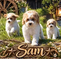 Sam, a male Cockapoo for sale in Holton, IN – 2 of 2