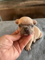 Tiny, a male French Bulldog for sale in Holton, IN – Photo 5 of 10