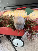 Tiny, a male French Bulldog for sale in Holton, IN – Photo 7 of 10