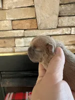 Tiny, a male French Bulldog for sale in Holton, IN – Photo 6 of 10