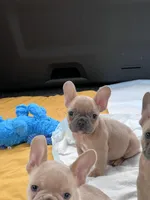 Tiny, a male French Bulldog for sale in Holton, IN – Photo 3 of 10