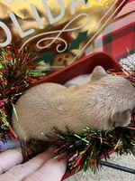 Tiny, a male French Bulldog for sale in Holton, IN – Photo 8 of 10