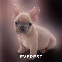 Tiny, a male French Bulldog for sale in Holton, IN – Photo 1 of 10