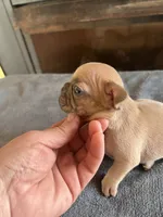 Tiny, a male French Bulldog for sale in Holton, IN – Photo 9 of 10