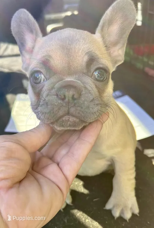 Basil, a male French Bulldog for sale in Holton, IN – Photo 1 of 4