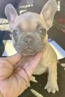 Basil, a male French Bulldog for sale in Holton, IN – Photo 1 of 4