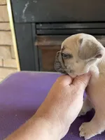 Basil, a male French Bulldog for sale in Holton, IN – Photo 3 of 4