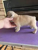 Basil, a male French Bulldog for sale in Holton, IN – Photo 4 of 4