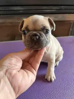 Basil, a male French Bulldog for sale in Holton, IN – Photo 2 of 4