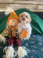 Bailey roan, a male Cockapoo for sale in Holton, IN – 3 of 3