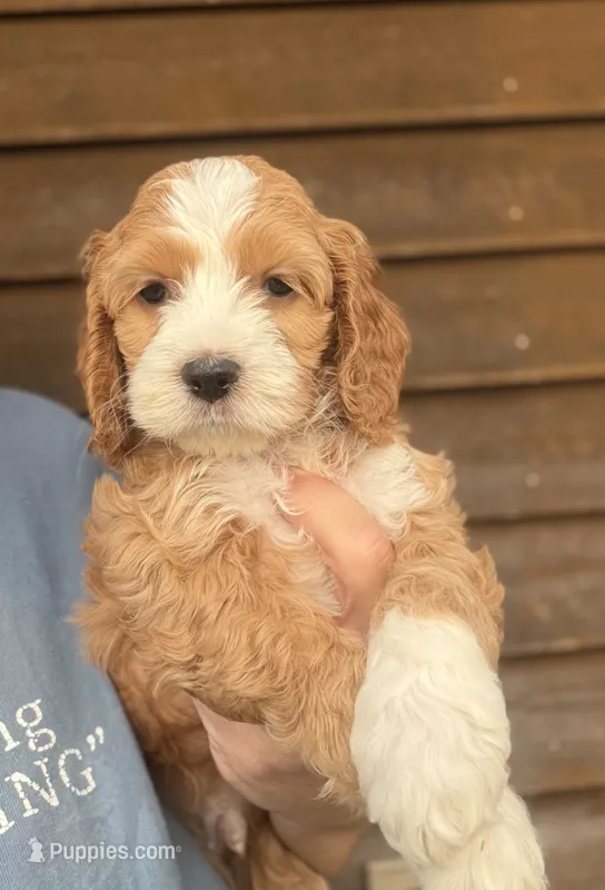 Cassiel maxi size – Cockapoo puppy for sale in Holton, IN