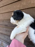 Tri male, a male French Bulldog and Cockapoo for sale in Holton, IN – Photo 2 of 2