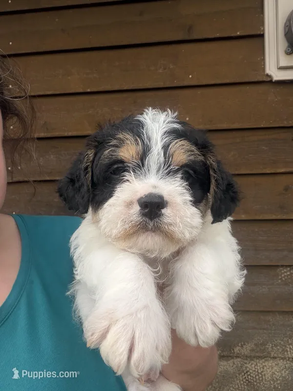 Tri male – French Bulldog, Cockapoo puppy for sale in Holton, IN