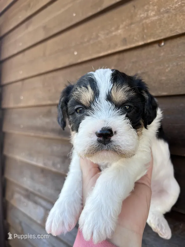 Tri male, a male French Bulldog and Cockapoo for sale in Holton, IN – Photo 1 of 2