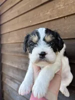 Tri male, a male French Bulldog and Cockapoo for sale in Holton, IN – Photo 1 of 2