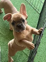 Serrano AKC, a male French Bulldog for sale in Holton, IN – Photo 1 of 4