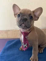 Serrano AKC, a male French Bulldog for sale in Holton, IN – Photo 2 of 4