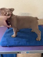 Serrano AKC, a male French Bulldog for sale in Holton, IN – Photo 4 of 4