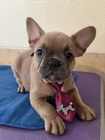 Serrano AKC, a male French Bulldog for sale in Holton, IN – Photo 3 of 4