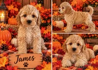 James, a male Cockapoo for sale in Holton, IN – 1 of 3