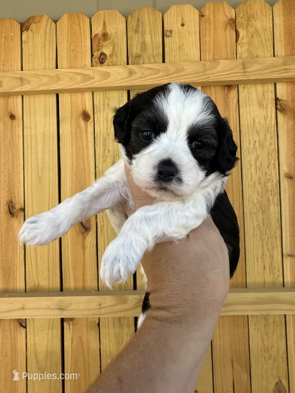 Lady Gaga – Shihpoo puppy for sale in Holton, IN