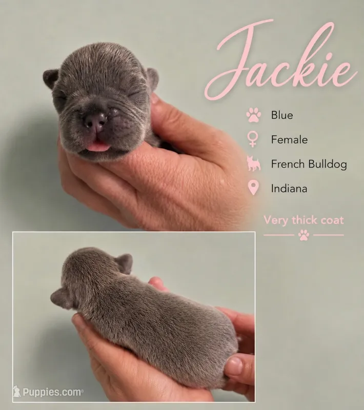 Jackie  – French Bulldog puppy for sale in Holton, IN