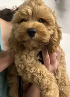 Sutton, a male Cockapoo for sale in Holton, IN – 2 of 2