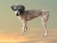 Hugo AKC, a male Poodle - Miniature  for sale in Holton, IN – Photo 1 of 2