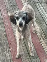 Hugo AKC, a male Poodle - Miniature  for sale in Holton, IN – Photo 2 of 2