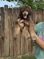 Cher, a female Shihpoo for sale in Holton, IN – 3 of 3