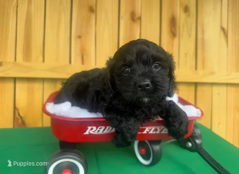 Sid – Cockapoo puppy for sale in Holton, IN
