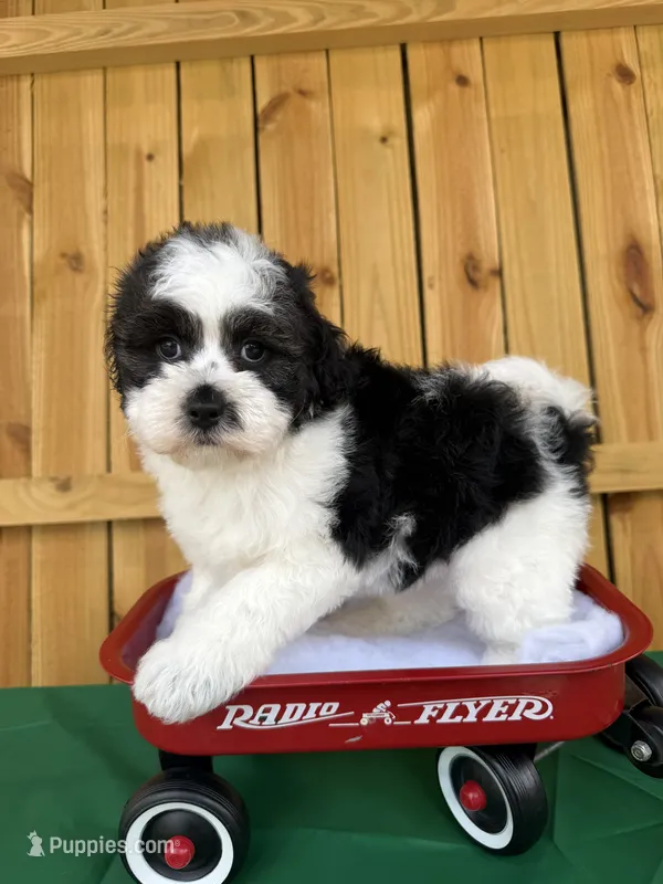 Lady Gaga – Shihpoo puppy on hold in Holton, IN