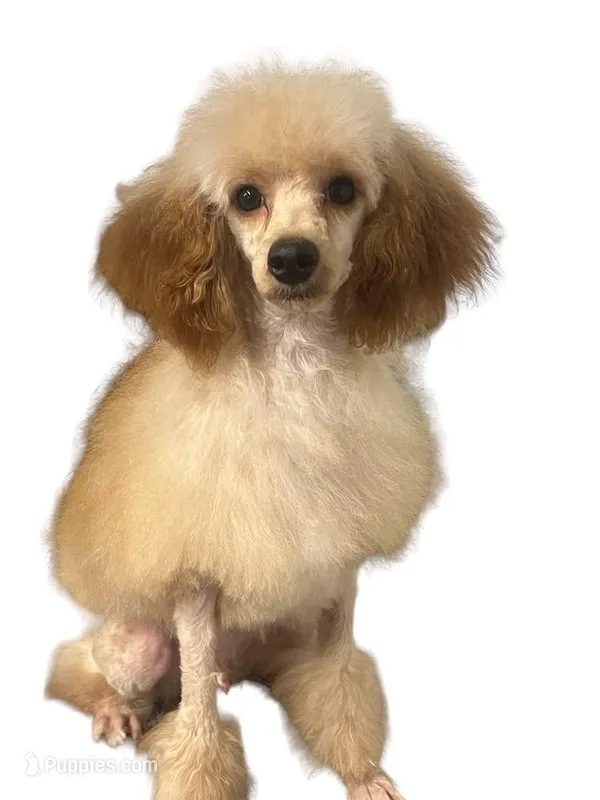 Austin AKC, a male Poodle - Miniature  for sale in Holton, IN – Photo 1 of 2