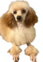 Austin AKC, a male Poodle - Miniature  for sale in Holton, IN – Photo 2 of 2