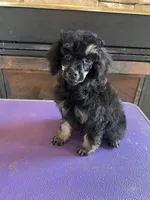 Opal, a female Poodle - Miniature  for sale in Holton, IN – Photo 2 of 2