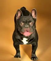Kelso, a male French Bulldog for sale in Holton, IN – 3 of 3