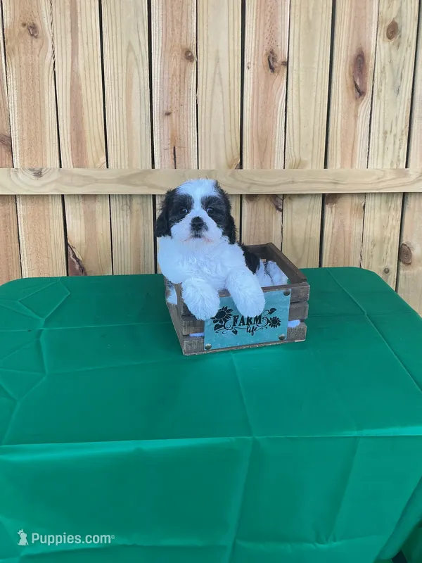 Lady Gaga – Shihpoo puppy for sale in Holton, IN