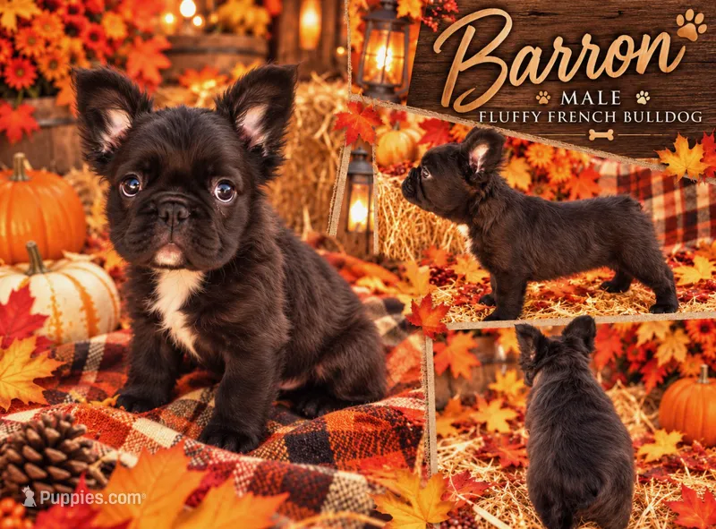 Fluffy, a male French Bulldog for sale in Holton, IN – 1 of 2