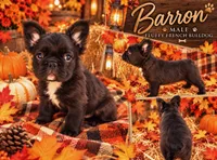 Fluffy, a male French Bulldog for sale in Holton, IN – 1 of 2