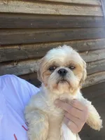 Linus ACA, a male Shih Tzu for sale in Holton, IN – Photo 4 of 4