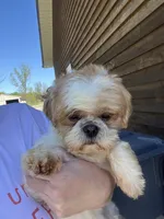 Linus ACA, a male Shih Tzu for sale in Holton, IN – Photo 3 of 4