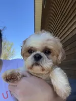 Linus ACA, a male Shih Tzu for sale in Holton, IN – Photo 2 of 4