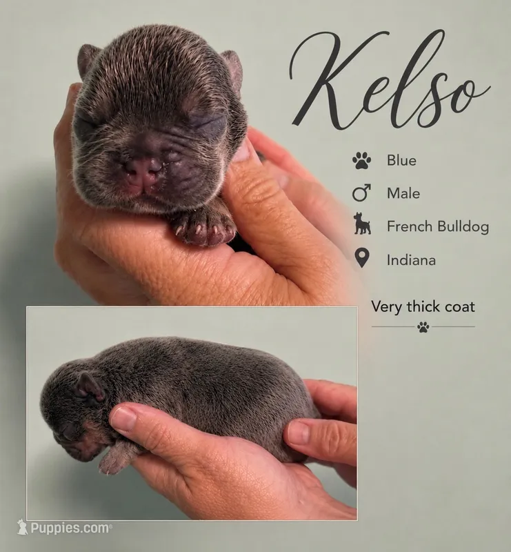 Kelso – French Bulldog puppy for sale in Holton, IN