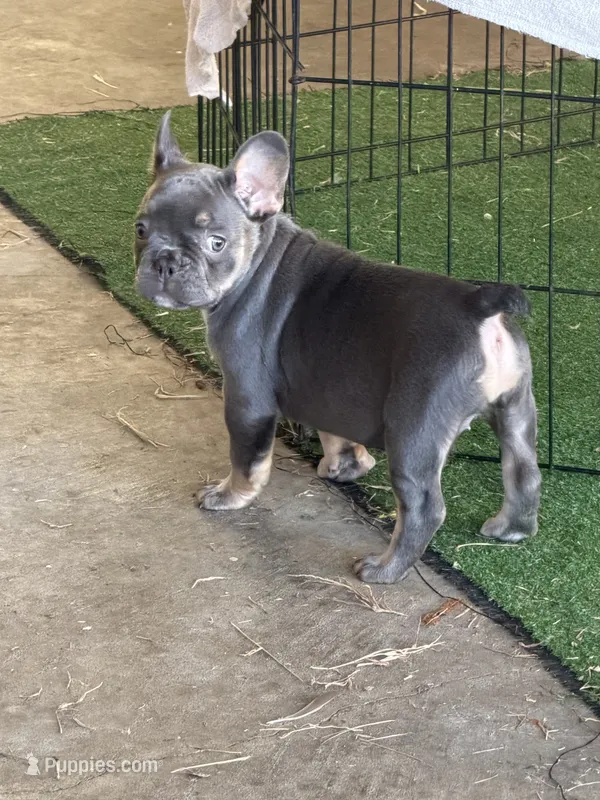 Jackie – French Bulldog puppy for sale in Holton, IN