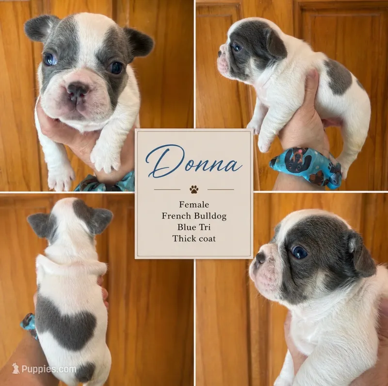 Donna – French Bulldog puppy for sale in Holton, IN