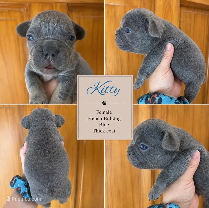Kitty – French Bulldog puppy for sale in Holton, IN