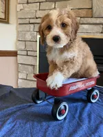 Cassiel maxi size, a male Cockapoo for sale in Holton, IN – 3 of 3