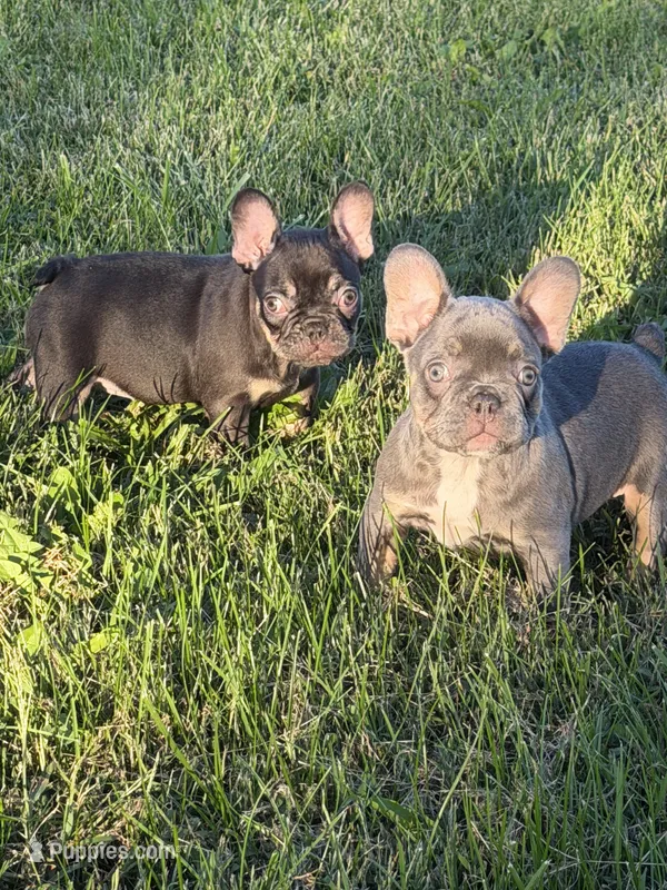 Coco and tan – French Bulldog puppy for sale in Holton, IN