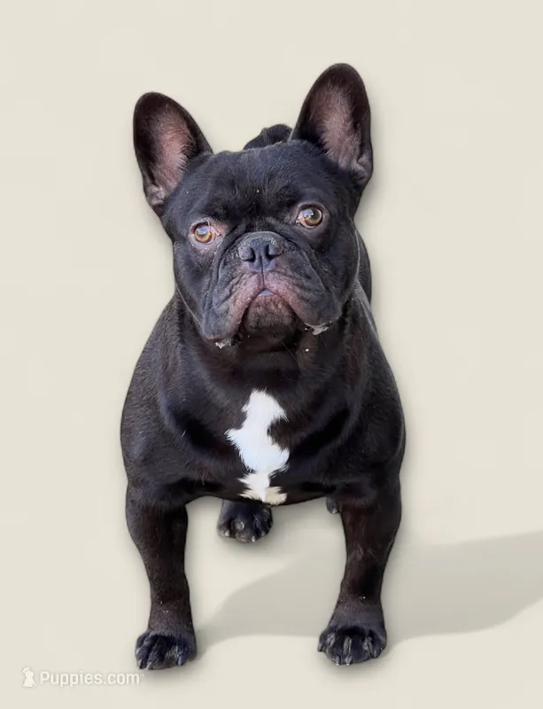 AKC coco natural breeder – French Bulldog puppy for sale in Holton, IN